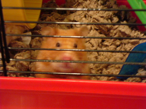 hamster