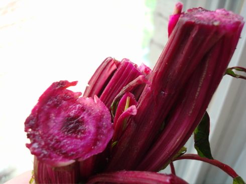 beetsstem